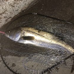 バチ抜けシーバス