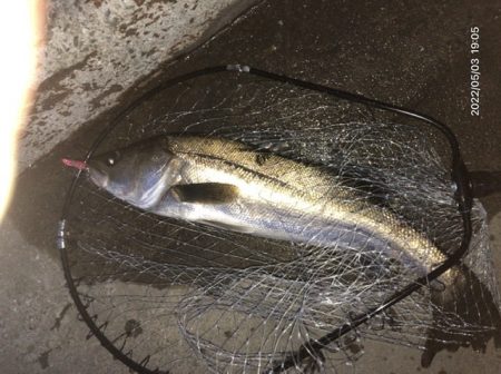 バチ抜けシーバス