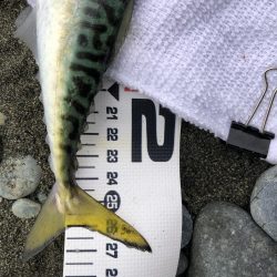 サバ！久しぶり！