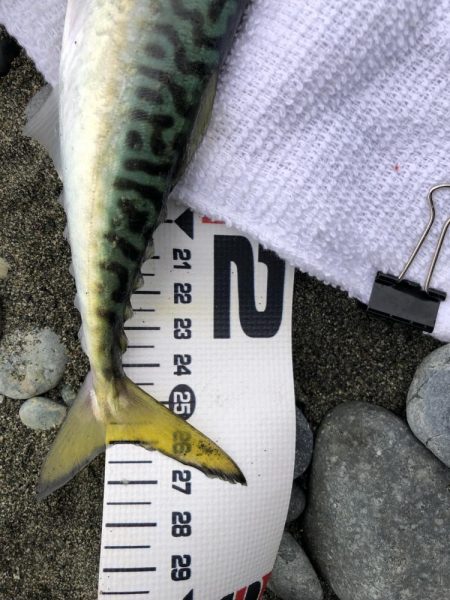 サバ！久しぶり！