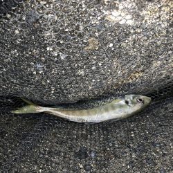 アジング数釣り