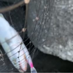 ハマチ釣れました！