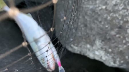 ハマチ釣れました！