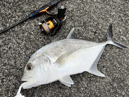 １年ぶりの釣果でロウニンアジ