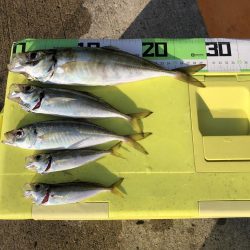 朝マズメの尺アジ