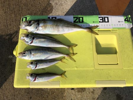 朝マズメの尺アジ