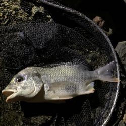 和歌山のチニング