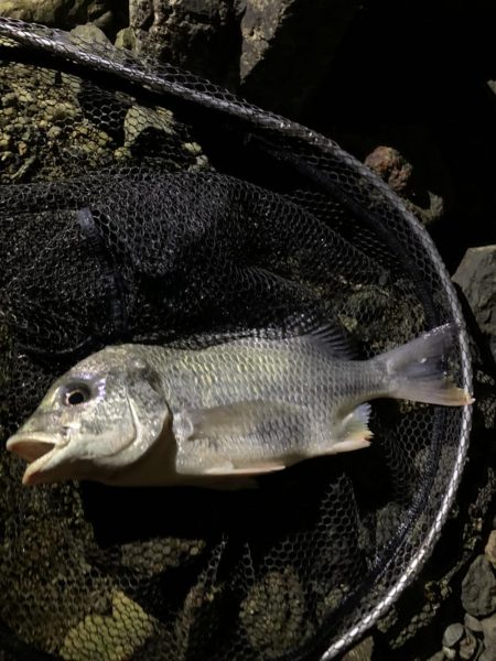 和歌山のチニング