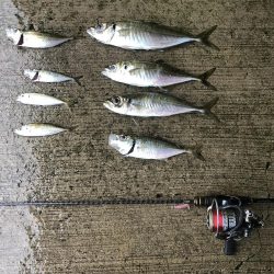 初めての朝マズメ