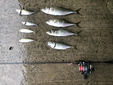 初めての朝マズメ