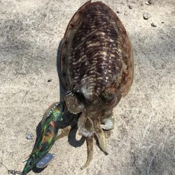 コウイカエギング