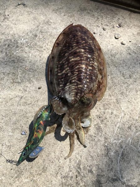 コウイカエギング