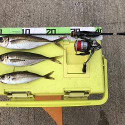 連日の朝マズメ