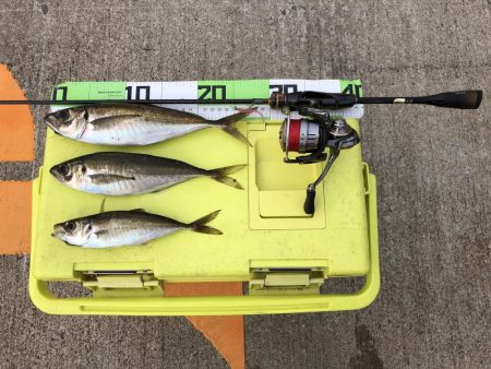 連日の朝マズメ