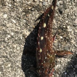 久しぶりの平磯