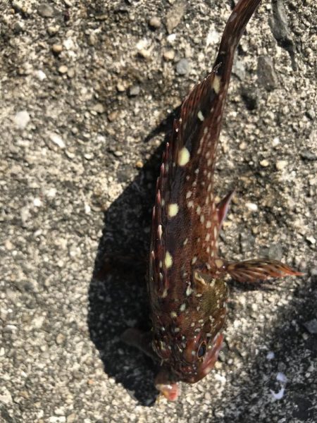 久しぶりの平磯