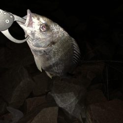 チヌハンターパート4