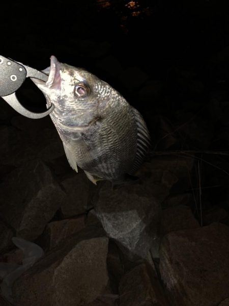 チヌハンターパート4