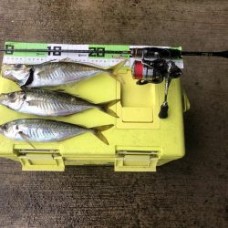 4日連続の尺アジ