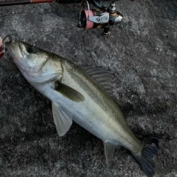 楽しいメバリング