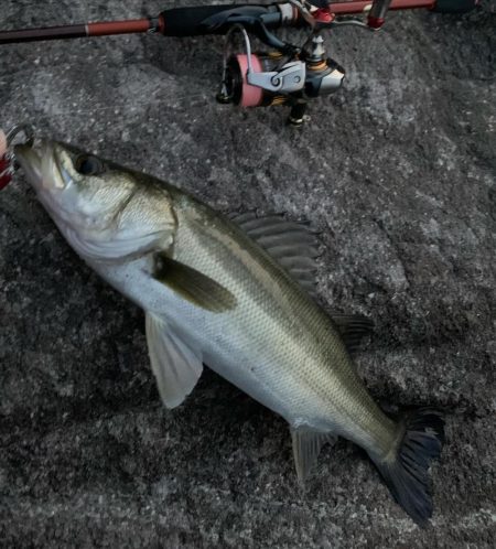 楽しいメバリング