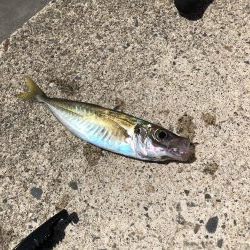 アジング 新規開拓