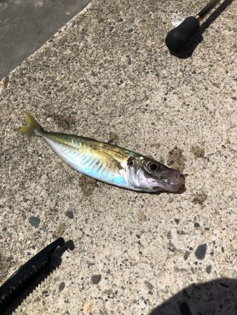 アジング 新規開拓