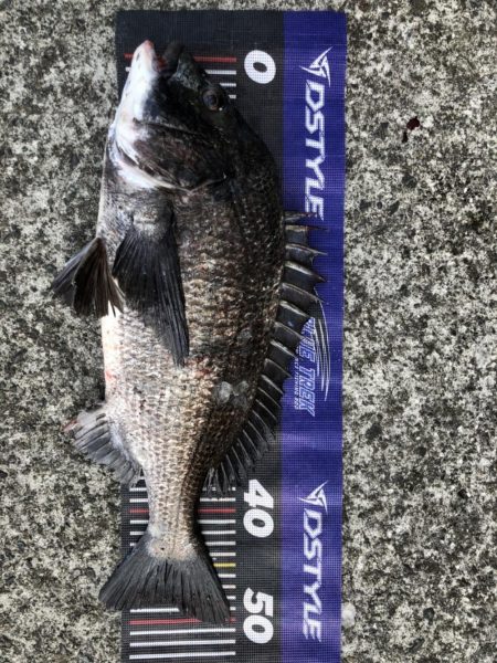 イチノ兄弟、釣果!