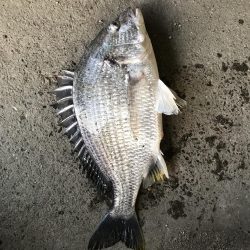 ジグヘッドでエサ釣り