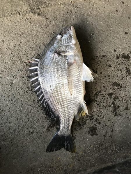 ジグヘッドでエサ釣り