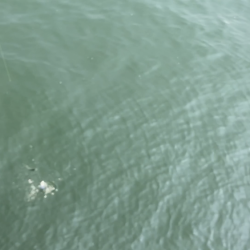 ダイソーサビキでサバ釣り