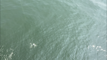 ダイソーサビキでサバ釣り