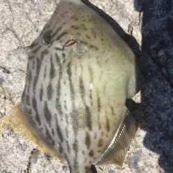 いろんな魚が釣れてます。