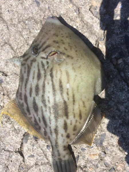 いろんな魚が釣れてます。