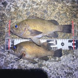 ついに出た!ショアで尺メバル!