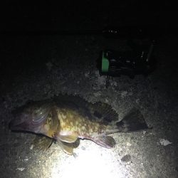 たかたかの釣り日記