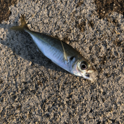 夕マヅメアジング