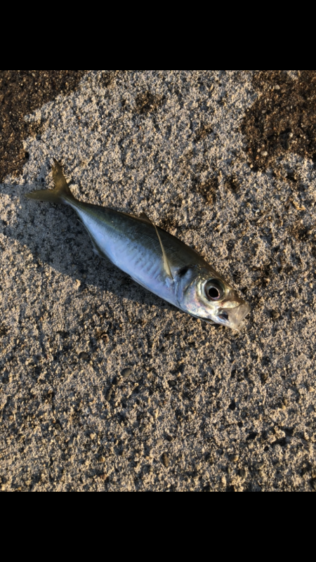 夕マヅメアジング