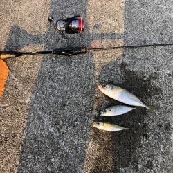 渋かった朝マズメ