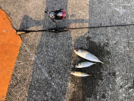 渋かった朝マズメ