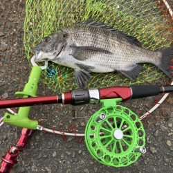 チヌ33cm、外道にコブダイ40cm