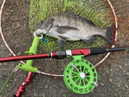 チヌ33cm、外道にコブダイ40cm