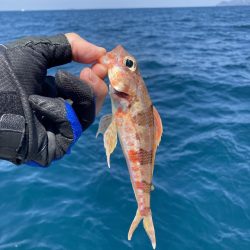 超絶激渋、初魚種