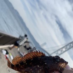 活性の低いGW中こそコブダイを狙うという戦…