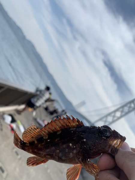 活性の低いGW中こそコブダイを狙うという戦…