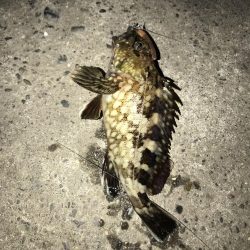 ジグタンエサ釣り