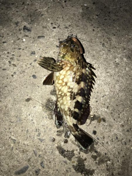 ジグタンエサ釣り