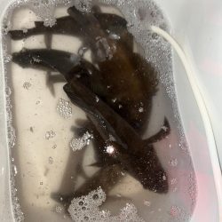 プラグでメバリング