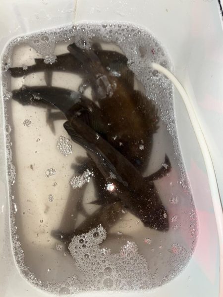 プラグでメバリング