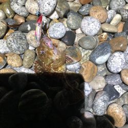 ホタルイカパターン第3弾